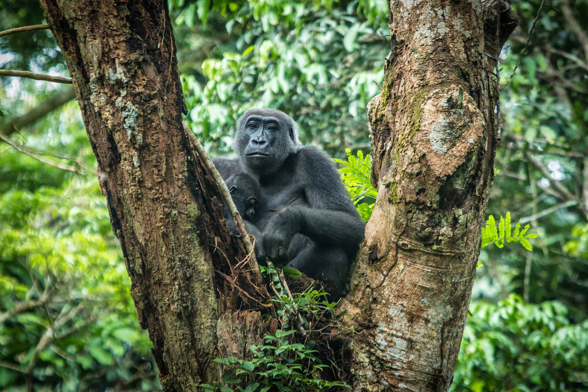 Ngaga Camp: Ein Gorilla im Baum