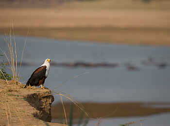 Nkonzi Bush Camp: Fischadler am Flussufer Nkonzi Bush Camp: Fischadler am Flussufer