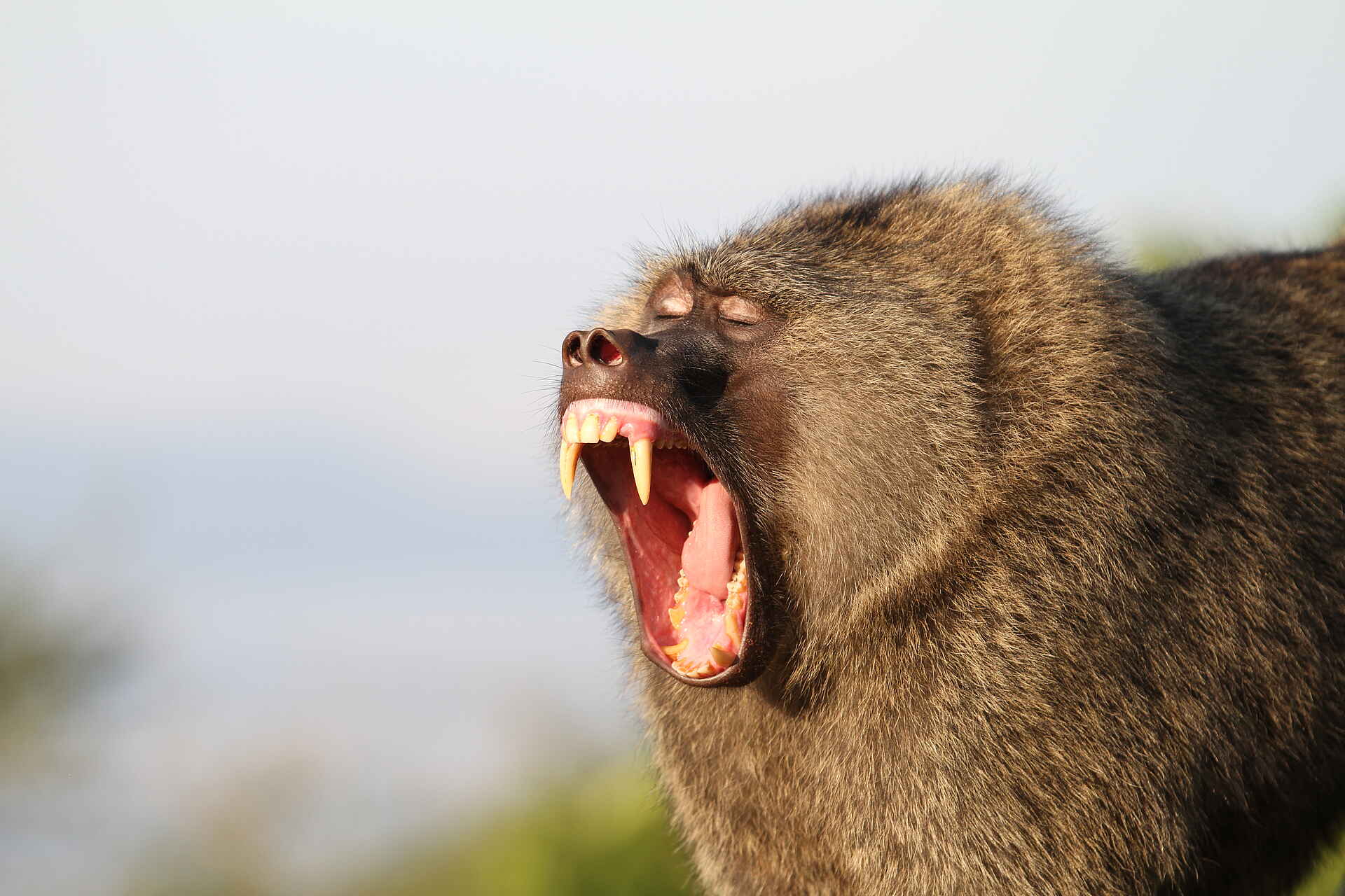 Ruzizi Tented Lodge: Ein gähnender Pavian Ruzizi Tented Lodge: Ein gähnender Pavian