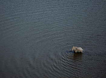 Selinda Camp: Elefant im Wasser