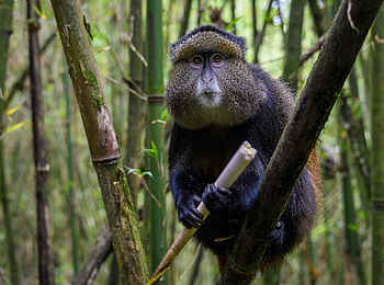 Bisate Lodge: Golden Monkey