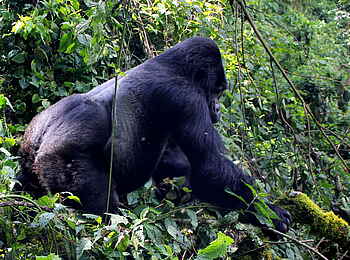 Buhoma Lodge: Mächtiger Silberrücken