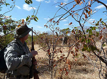 Camp Hwange: Zu Fuß im Busch