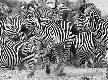 Chem Chem Lodge: Zebraherde Chem Chem Lodge: Zebraherde