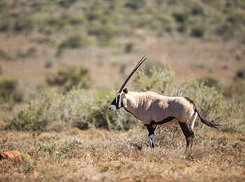 Ecca Lodge: Oryx Ecca Lodge: Oryx