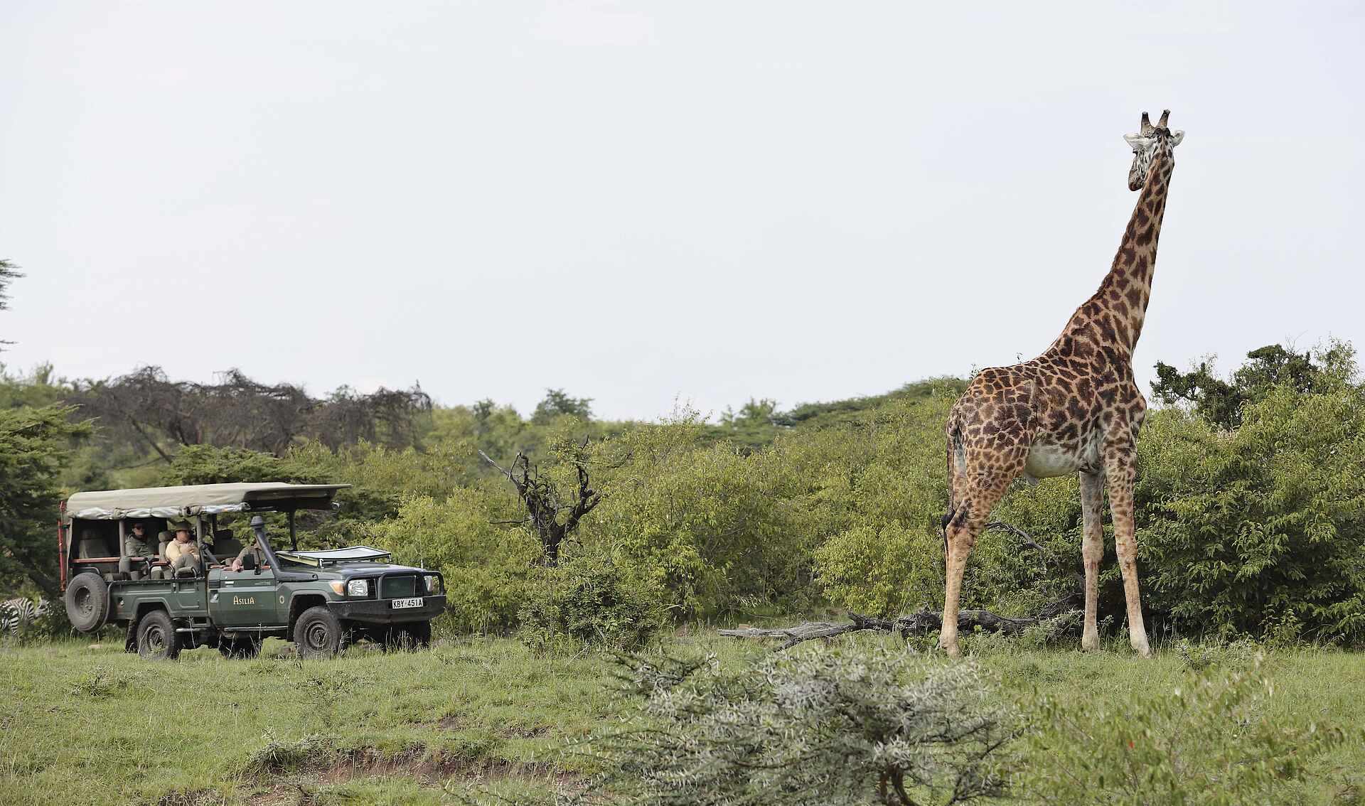 Encounter Mara Camp: Giraffe