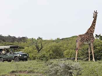 Encounter Mara Camp: Giraffe