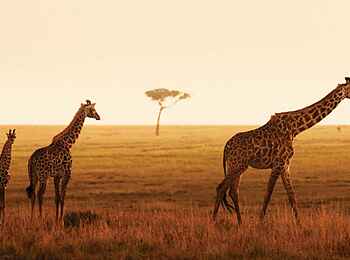 Four Seasons Safari Lodge: Giraffen in der Savanne Four Seasons Safari Lodge: Giraffen in der Savanne