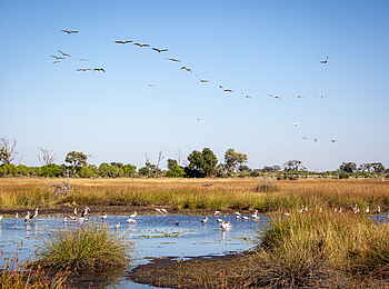 Gomoti Plains Camp: Pelikane und Störche in Uferlandschaft