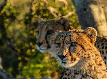 Great Fish River Lodge: Geparde