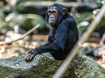 Greystoke Mahale Lodge: Junger Schimpanse Greystoke Mahale Lodge: Junger Schimpanse