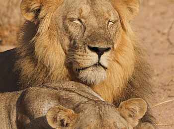 Laba Jongomero Camp: Löwenpaar