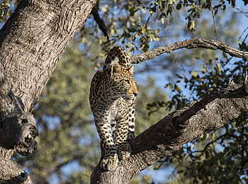 Linyanti Tented Camp: Leopard im Baum