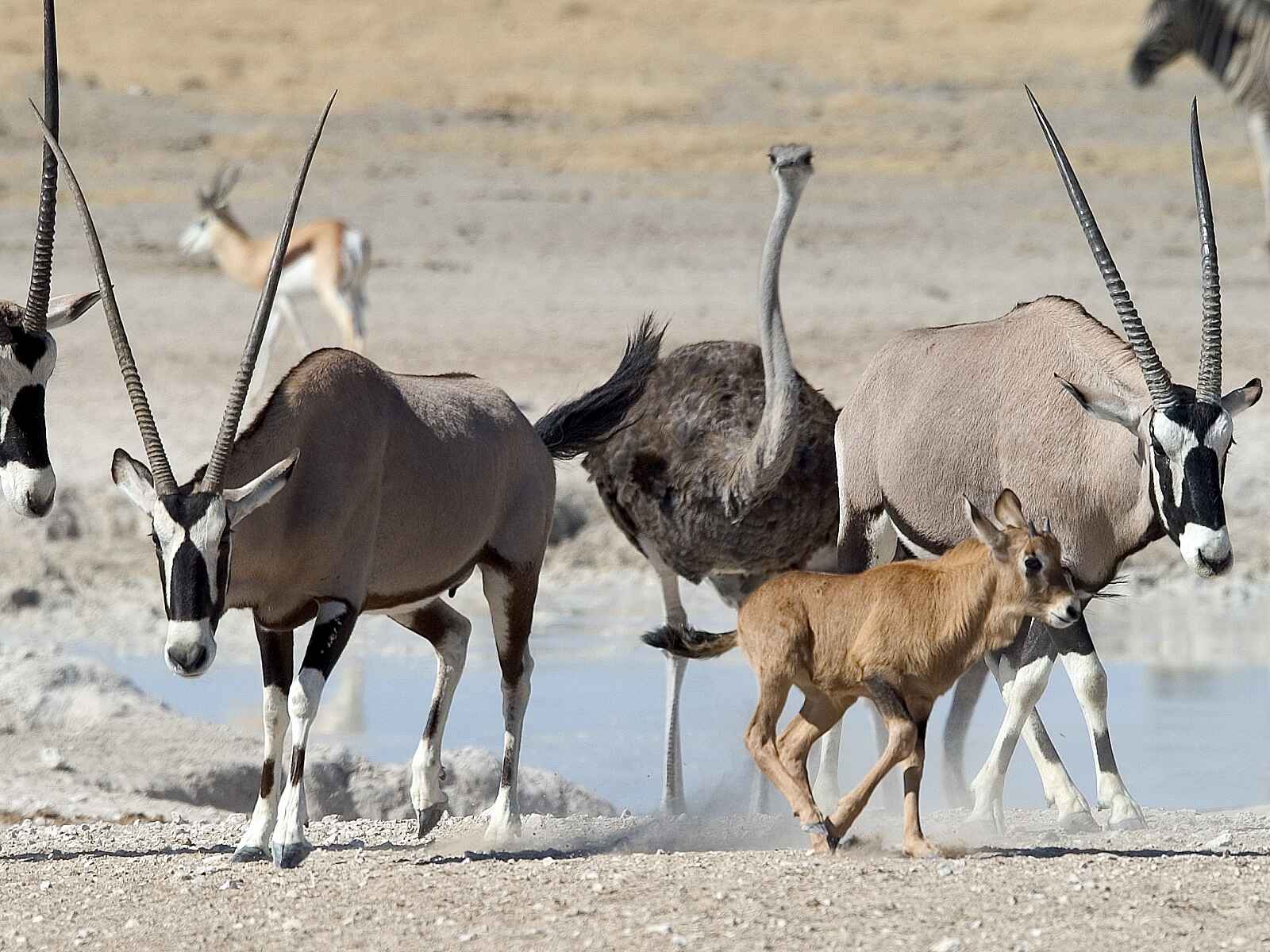 Little Ongava: Oryx und Strauß am Wasserloch Little Ongava: Oryx und Strauß am Wasserloch