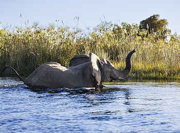 Monachira Camp: Elefant im Wasser Monachira Camp: Elefant im Wasser