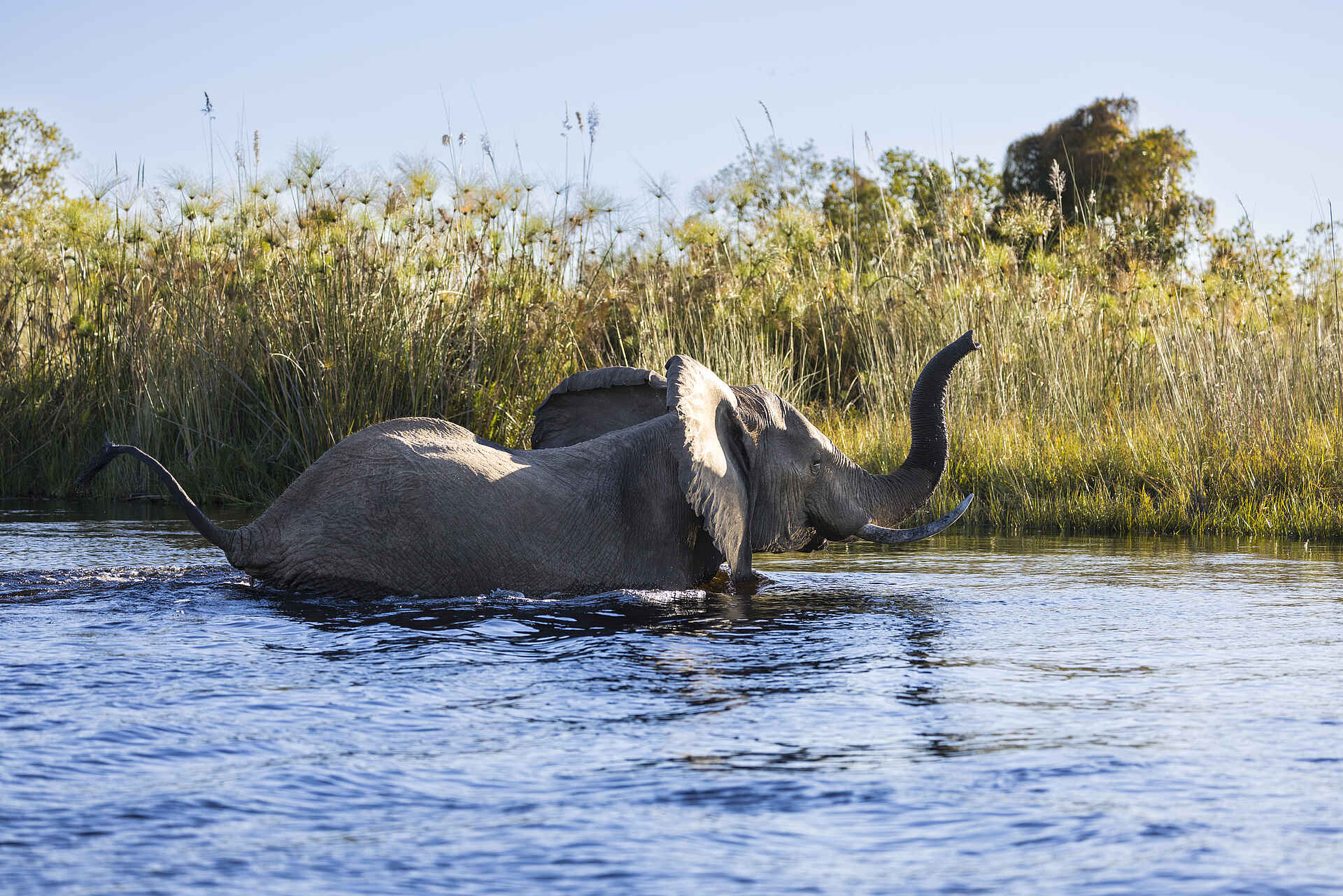 Monachira Camp: Elefant im Wasser