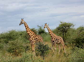 Murchison River Lodge: Giraffen