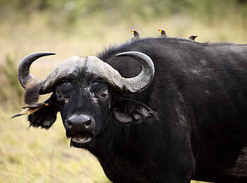 Oliver's Camp: Büffel Oliver's Camp: Büffel