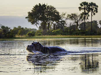 Pelo Camp: Angreifendes Nilpferd Pelo Camp: Angreifendes Nilpferd