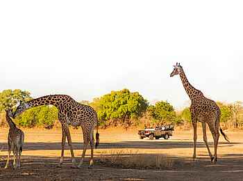Puku Ridge Camp: Pirschfahrt mit Giraffensichtung Puku Ridge Camp: Pirschfahrt mit Giraffensichtung