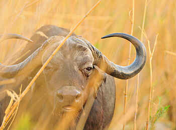 Royal Zambezi Lodge: Junger Büffel