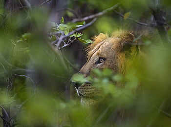 Sanguni Safari Lodge: Blick auf einen Löwen