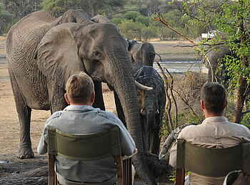 The Hide: Elefant vor der Lodge The Hide: Elefant vor der Lodge