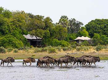 Tubu Tree Camp: Gnus in der Schwemmebene vor dem Camp