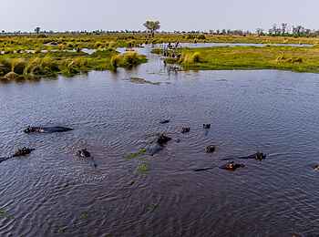 Tuludi Camp: Hippos Tuludi Camp: Hippos