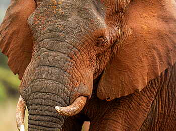 Wilderness Magashi Peninsula: Ein Elefant