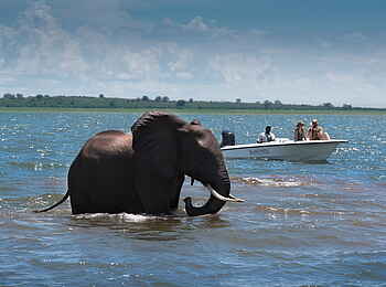 Bumi Hills Safari Lodge: Badender Elefant Bumi Hills Safari Lodge: Badender Elefant