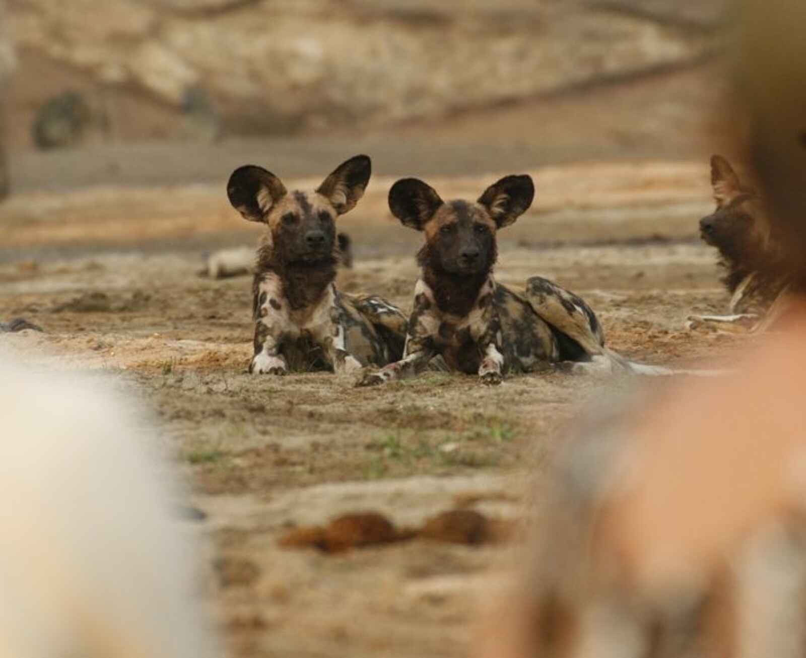 Kavinga Safari Camp: Ruhende Wildhunde Kavinga Safari Camp: Ruhende Wildhunde