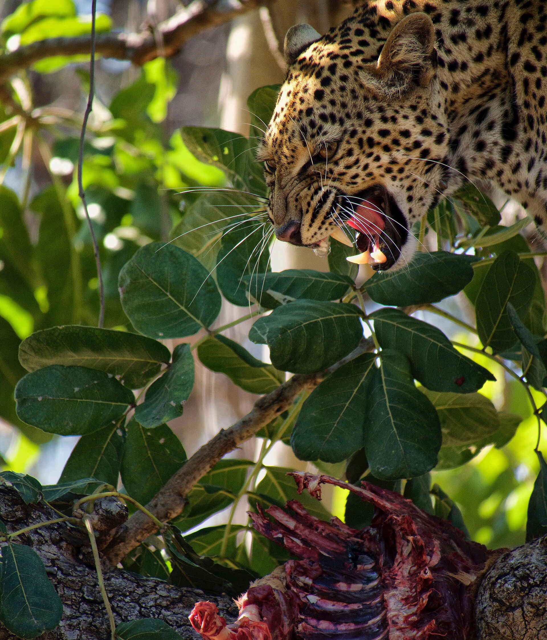 afrikarma, Buschlandschaft, Luangwa, Luwi, Luwi River, Nachhhaltigkeit, Natur, Ostsambia, Panorama, Safari, Sambia, South Luangwa National Park, Steppenlandschaft, Time + Tide, Time + Tide africa, Time + Tide Nsolo, Umwelt, Walking Safari, Wildnis, Wildtiere, Zambia, Afrikarma Safaris, Afrikarma Safaris. Wildnis. Hautnah., afrikarma.de, Aktivitäten, Wildlife, Tiere und Aktivitäten