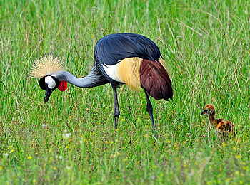 Camelthorn Lodge: Kronenkranich mit Küken Camelthorn Lodge: Kronenkranich mit Küken