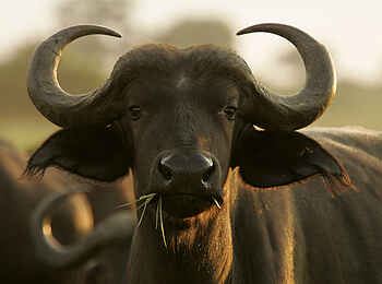 Duba Plains Camp: Junger Büffel