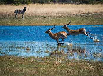 Duke´s East: Lechwe Duke´s East: Lechwe