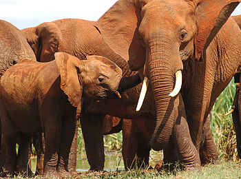 Finch Hattons: Elefanten Finch Hattons: Elefanten