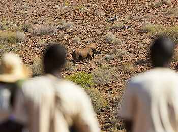 Grootberg Lodge: Nashornpirsch