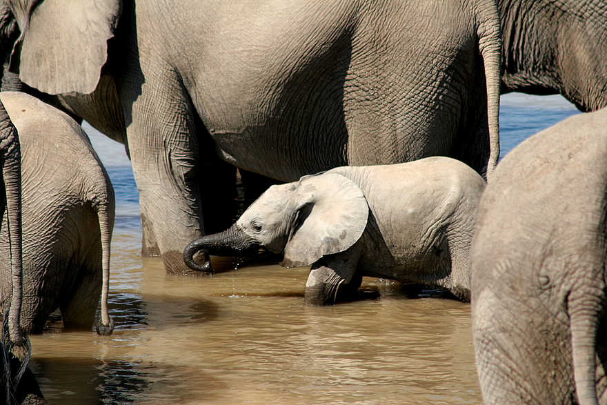 Kaingo Camp: Kleiner Elefant im Schutz der Großen Kaingo Camp: Kleiner Elefant im Schutz der Großen