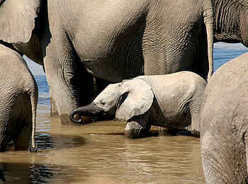 Kaingo Camp: Kleiner Elefant im Schutz der Großen