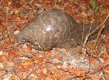 KaingU Safari Lodge: Steppenschuppentier