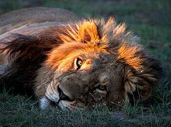 Karangoma Camp: Löwe Karangoma Camp: Löwe