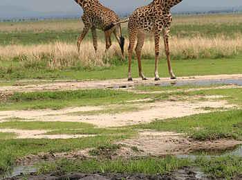 Katuma Bush Lodge: Zwei Giraffen und ein Nilpferd in der Nähe von Wasser