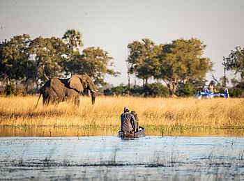Kweene River Camp: Elefant während Mokorofahrt beobachten