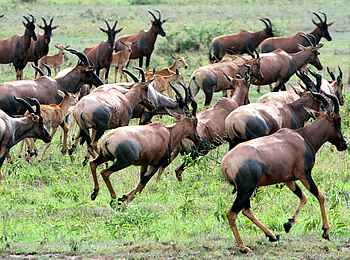 Legendary Songa Migrational Camp: Topi Antilopen