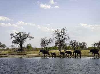 Little Makalolo Camp: Elefanten trinken Little Makalolo Camp: Elefanten trinken