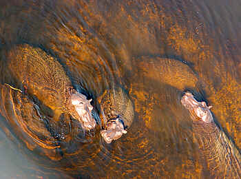 Macatoo Camp: Nilpferde