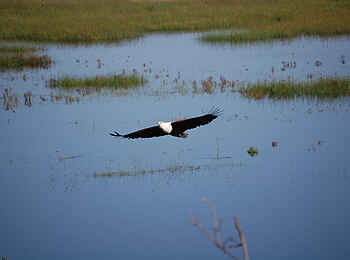 Muchenje Safari Lodge: Fischadler auf Jagd