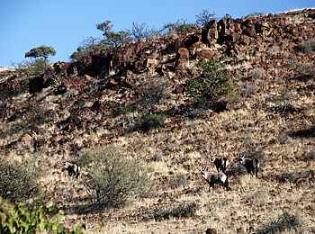 Palmwag Lodge: Oryx am Hang