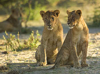 Robin Pope Safaris: Junge Löwen